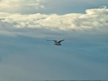 Bird flying over blue sky