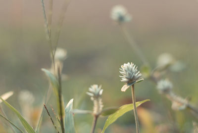 Close-up of flowering plant on field