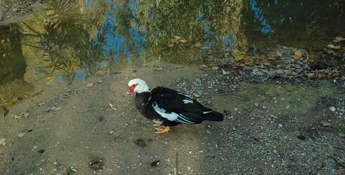 High angle view of ducks in lake