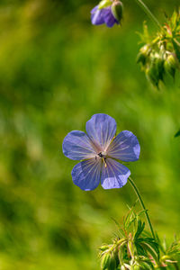 Close-up of purple flowering plant