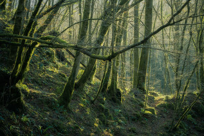 Trees growing in forest