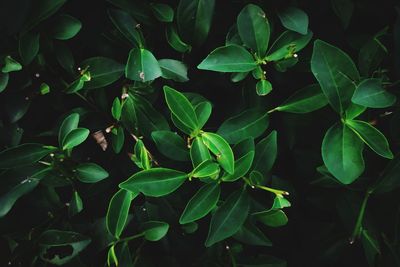 Full frame shot of fresh green plants