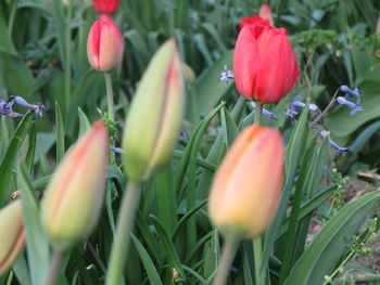 Close-up of red tulips on field