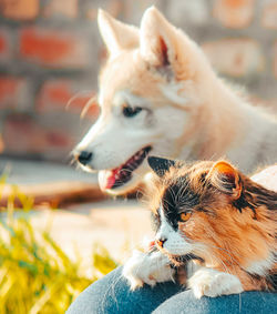 Close-up of a dog looking away