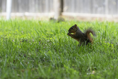 Close-up of squirrel on field