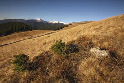 Scenic view of field against clear sky