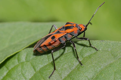 Close-up of insect on leaf