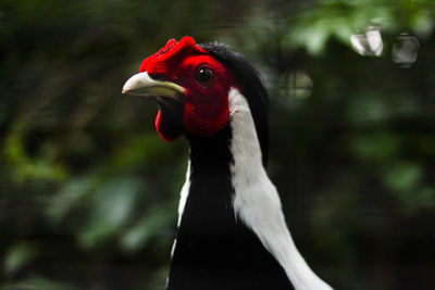 Close-up of a duck