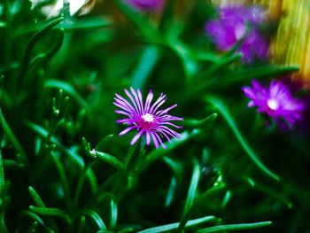 Close-up of purple flowering plant