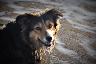 Close-up portrait of dog in water