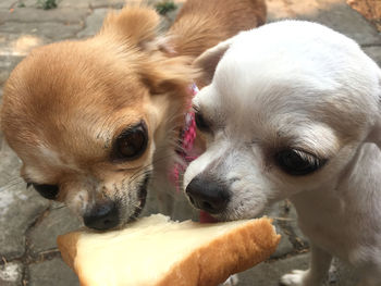 Close-up of a dog