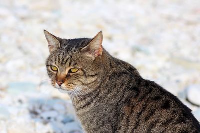 Close-up portrait of a cat