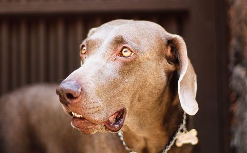 Close-up of dog looking away