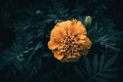 Orange french marigold flower in bloom with green leaves
