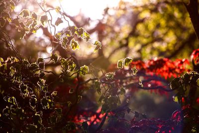 Close-up of plants against trees