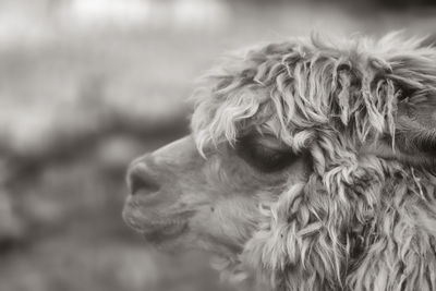 Close-up of dog looking away