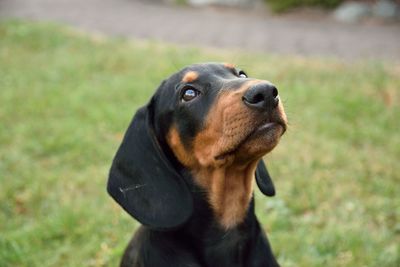 Close-up of dog looking away