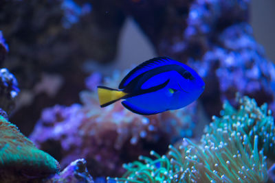 Close-up of fish swimming in sea