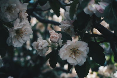 Close-up of white flower in spring