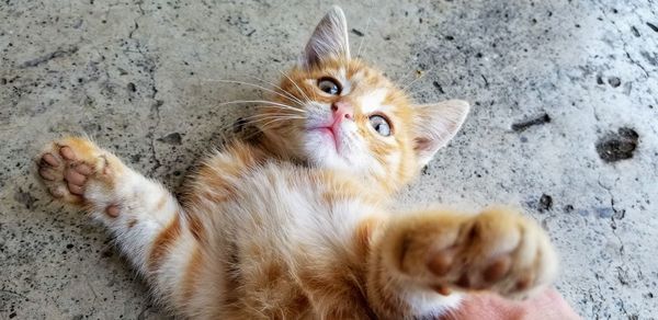 High angle view of cat resting