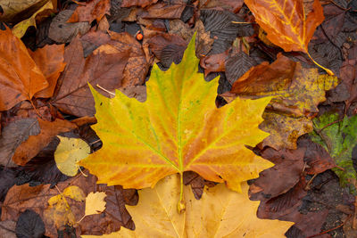 Close-up of maple leaves