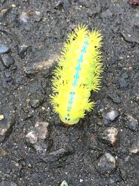 High angle view of yellow caterpillar on rock