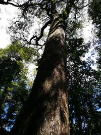 Low angle view of tree trunk in forest