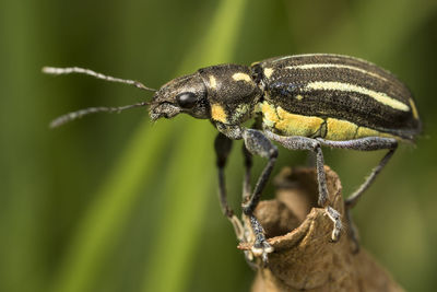 Close-up of insect on plant