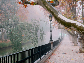 Footpath amidst trees in city