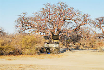 Bare tree against clear sky