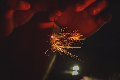 Close-up of hand holding dandelion at night