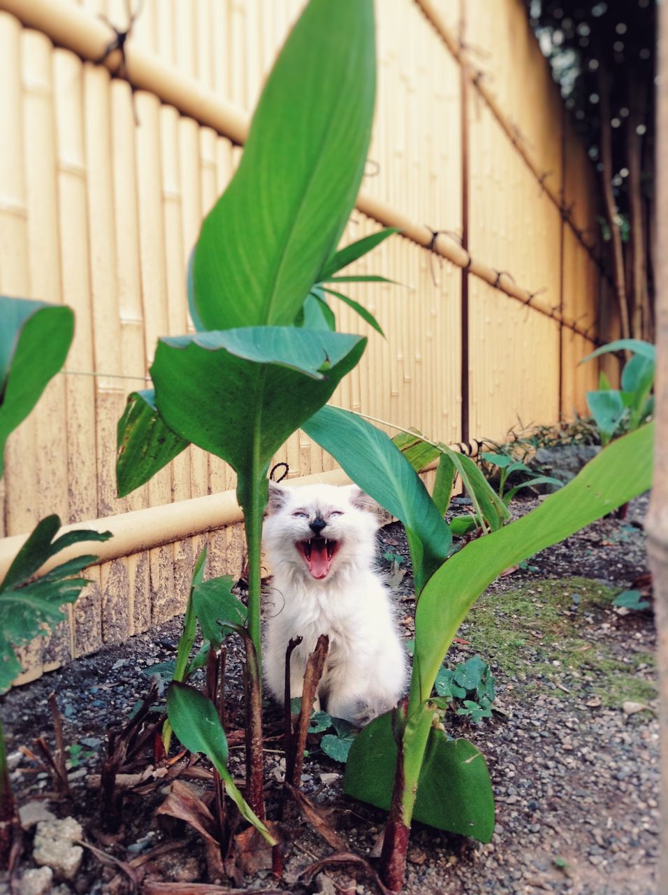 one animal, animal themes, pets, domestic animals, mammal, domestic cat, cat, plant, feline, leaf, front or back yard, portrait, looking at camera, sitting, outdoors, green color, nature, day, potted plant