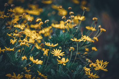 Close-up of yellow flowering plants