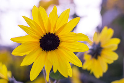 Close-up of yellow flower