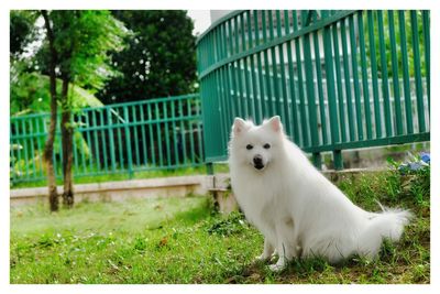 White dog looking away