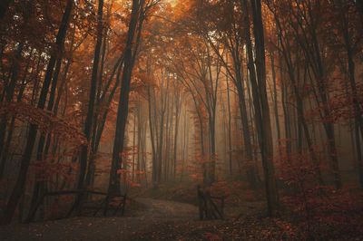 Trees in forest