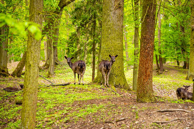 Horses in a forest