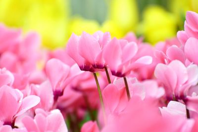 Close-up of pink flowers