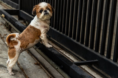 Portrait of dog standing on railroad track