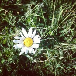 Close-up of white flowers blooming outdoors