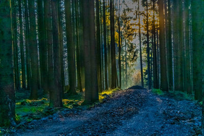 Road amidst trees in forest