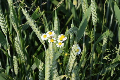 Close-up of yellow flowers blooming on field