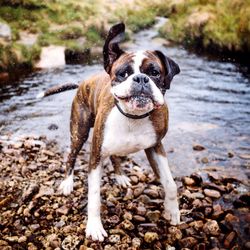 Dog shaking off water at river