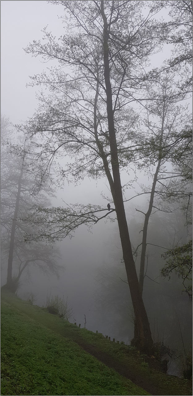 SCENIC VIEW OF TREES AGAINST SKY