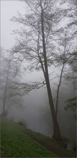 Trees on landscape against sky