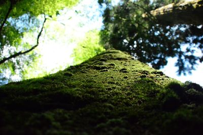 Low angle view of moss growing on tree in forest