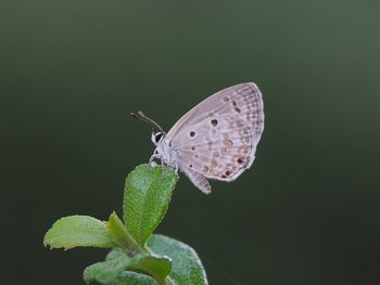 Butterfly on leaf