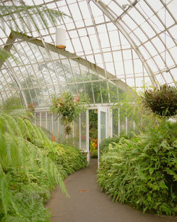 Potted plants in greenhouse