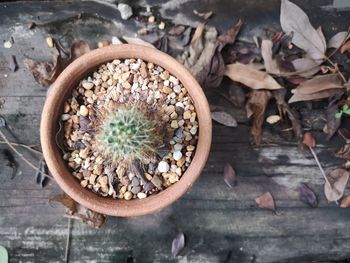 High angle view of dry potted plants on wood