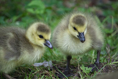 Close-up of ducklings on grass